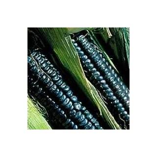 Black Aztec Corn 25+ Seeds Rare Heirloom Seed Beautiful Ornamental 