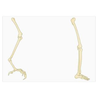 Illustration of bird leg bones and human leg bones Poster
